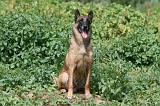 MALINOIS 934